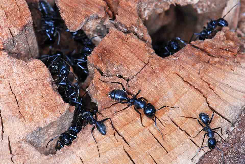 Tronchetto pieno di formiche